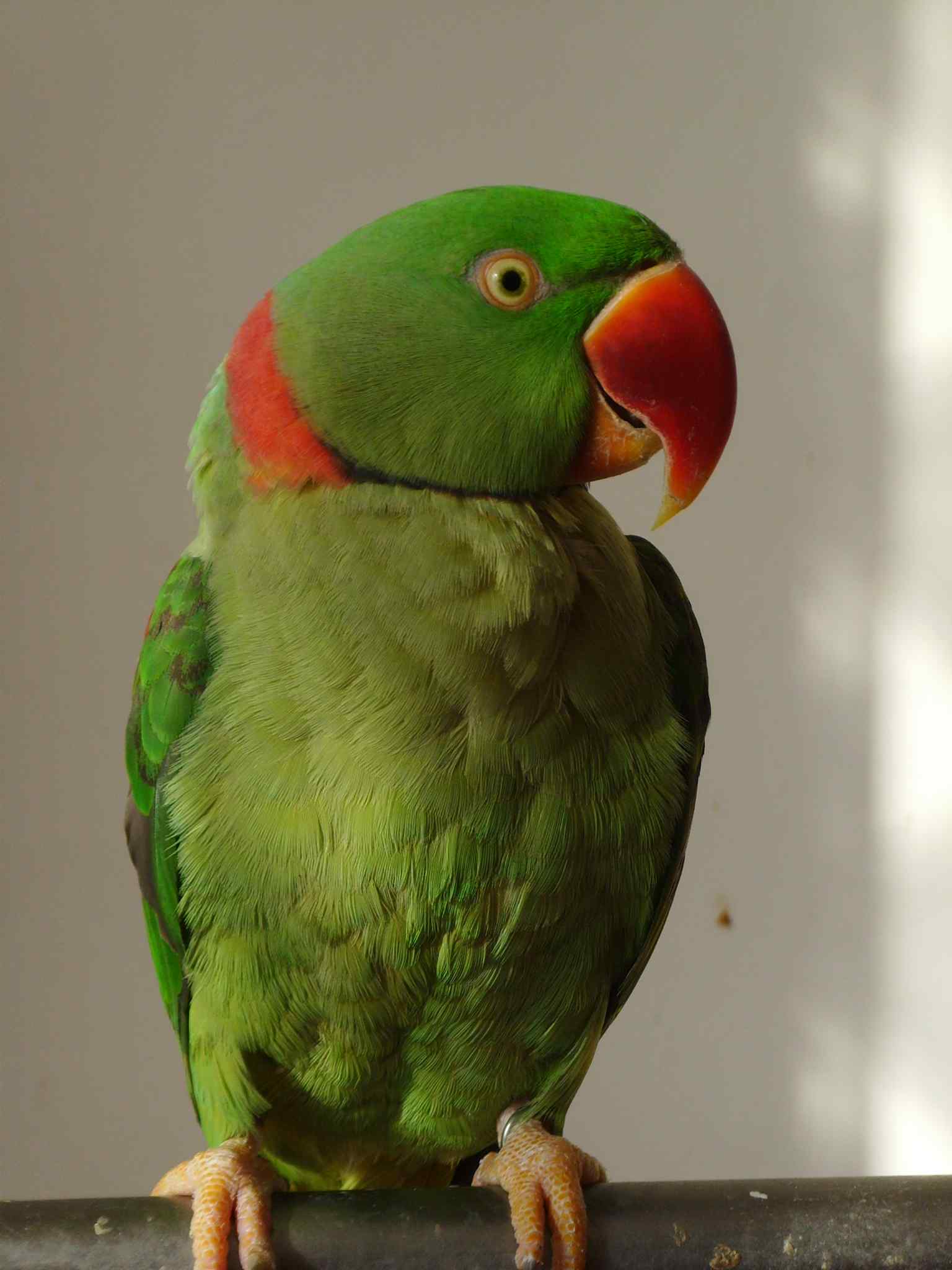 鹦鹉大全——尼泊尔亚历山大鹦鹉