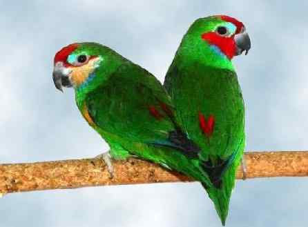 鹦鹉大全——马歇尔氏双眼无花果鹦鹉