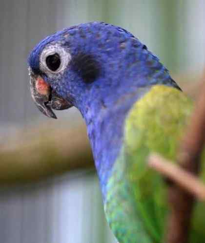 鹦鹉大全——紫红头鹦鹉