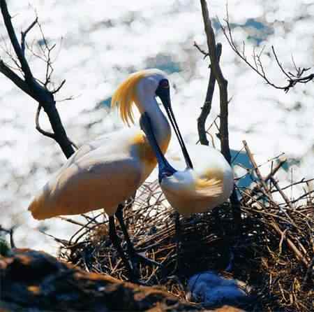 黑脸琵鹭迁徙之路