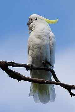 鹦鹉大全——葵花凤头鹦鹉 Sulphur-crested Cockatoo