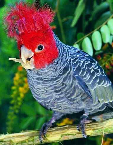 鹦鹉大全——钢钢巴丹凤头鹦鹉 Gang-Gang Cockatoo