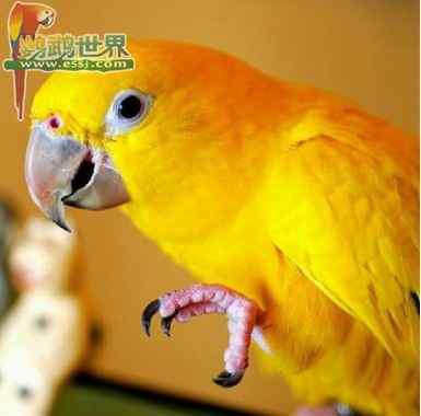 各种鹦鹉雏鸟的体长（选购鹦鹉的小参考）