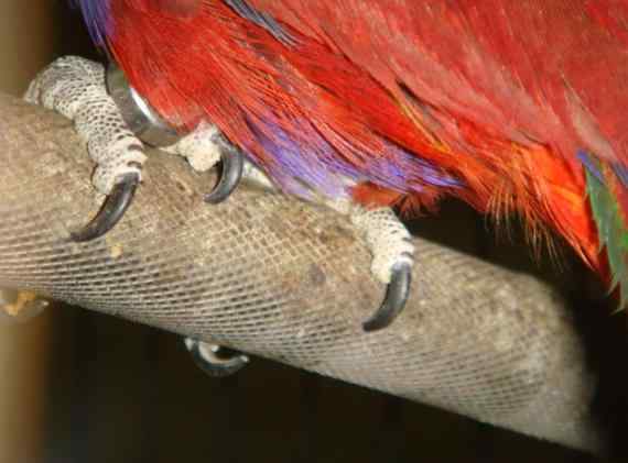 鹦鹉疾病——毛滴虫症（一种单细胞的原虫类寄生虫）