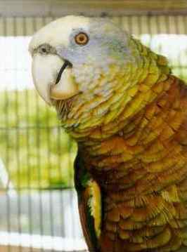 鹦鹉大全——圣文生亚马逊 St. Vincent Amazon