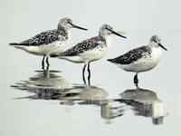 全球水鸟数量持续下降