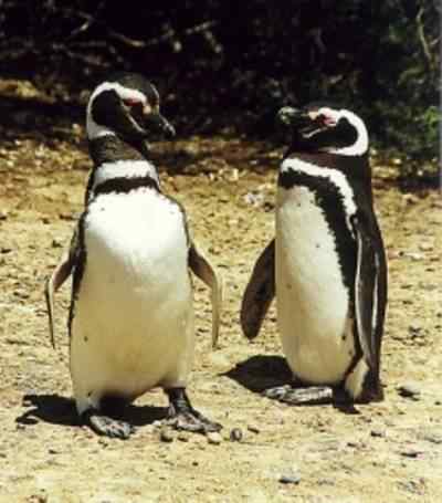 阿根廷:留住凤尾鱼——麦哲伦企鹅需要它们