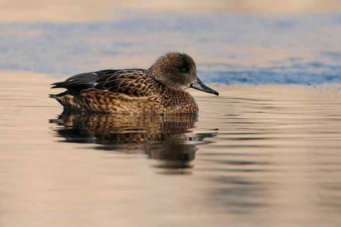 唐罗鸭 wbr八百里加急★ 唐罗鸭 wbr八百里加急★