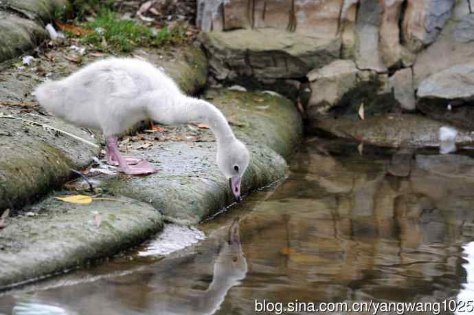 我丑吗？像鸭鸭吗？