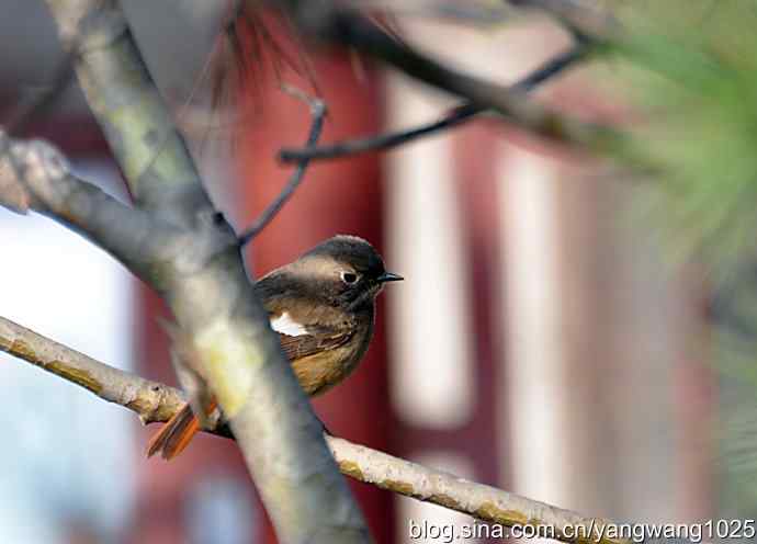 第一场春雨之后 wbr1 第一场春雨之后 wbr1