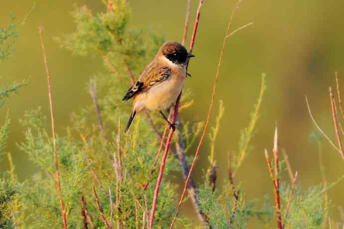 阿穆尔隼:野鸭湖黎明观猛* 阿穆尔隼:野鸭湖黎明观猛*
