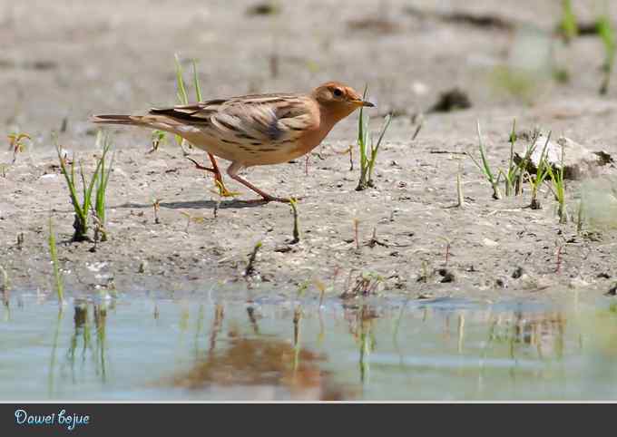 蒙古沙鸻和红喉鹨