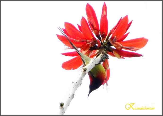 成都来了鈥溙裟疋潯菊掌