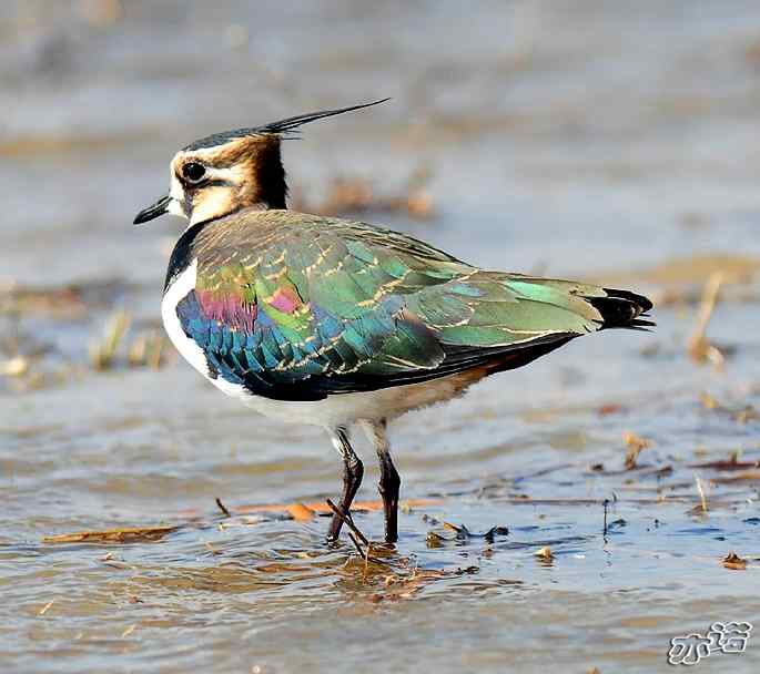 官厅水库&nbsp;wbr路&nbsp;wbr凤头麦鸡