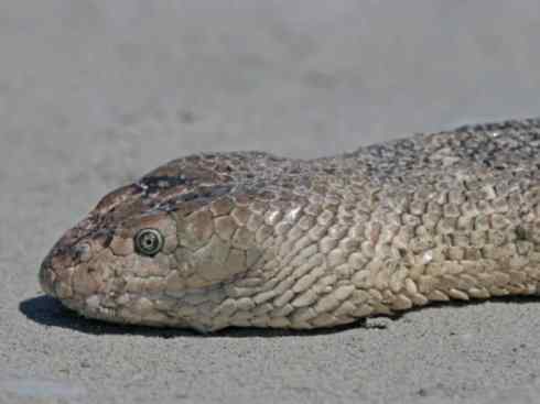 龙：传说的兽原型探秘（海蛇类）