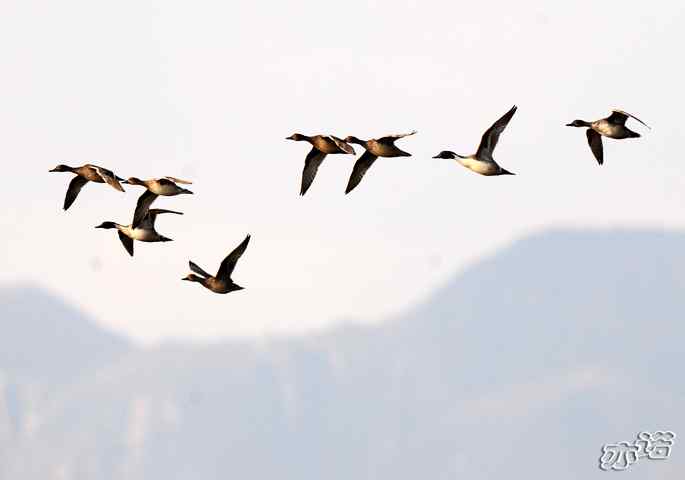 官厅水库&nbsp;wbr路&nbsp;wbr飞行的鸟儿