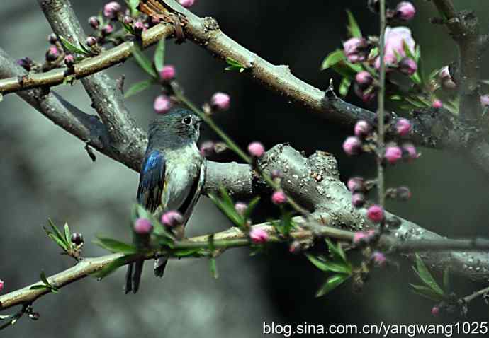 洗浴与梳理（纪实）