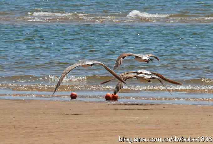 飞翔的黑尾鸥