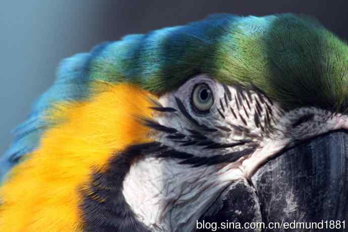 灵魂之窗 望远镜摄影Digiscoping