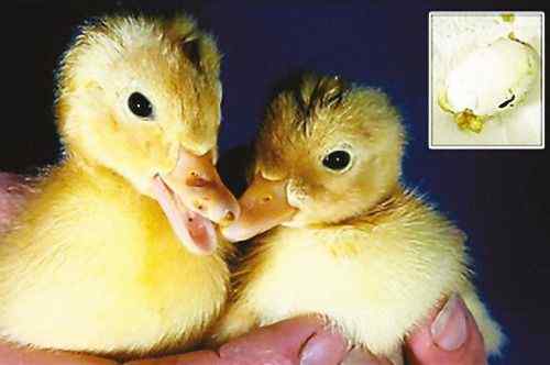 双黄蛋孵出两只小鸭子