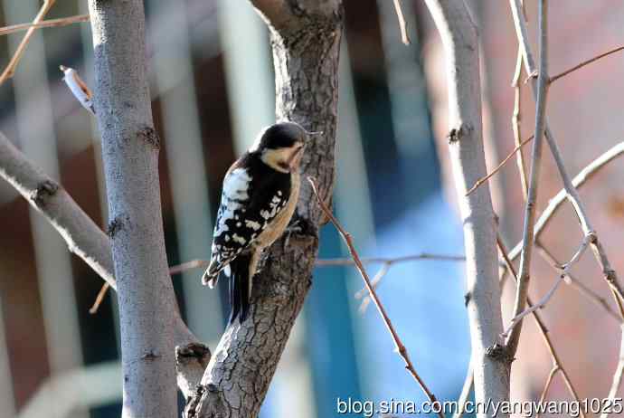白背啄木鸟(记录版) 白背啄木鸟(记录版)
