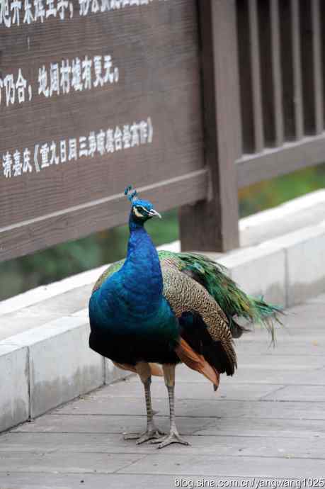 北京动物园的鸟类——照镜子