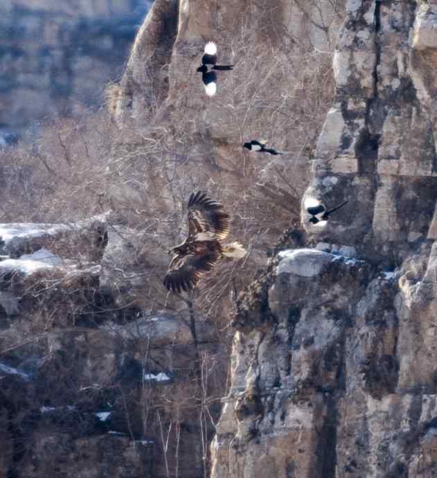 北京野鸭湖白尾海雕“二次中毒”幸获救
