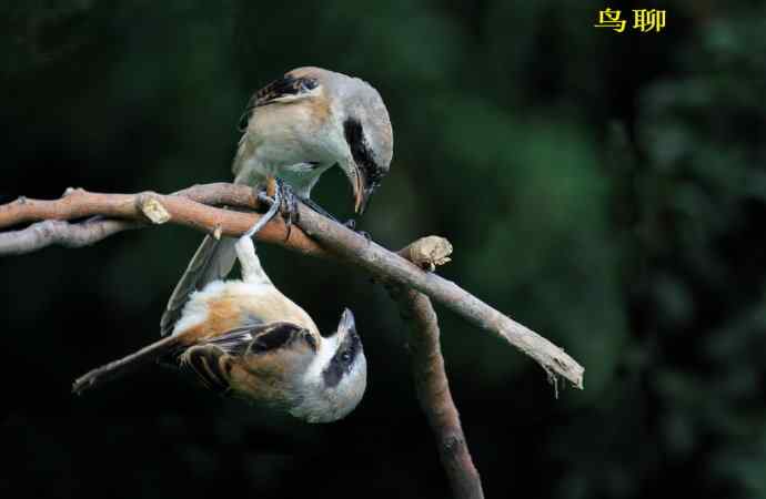 小伯劳长成(4)  独立 特写