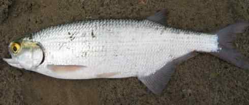 鱼类活化石：月眼鱼