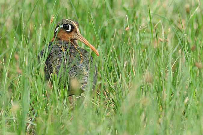 再上衡水湖 wbr续拍明星鸟