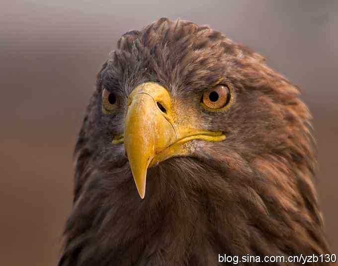鹰眼特写——威风凛凛的白尾海雕