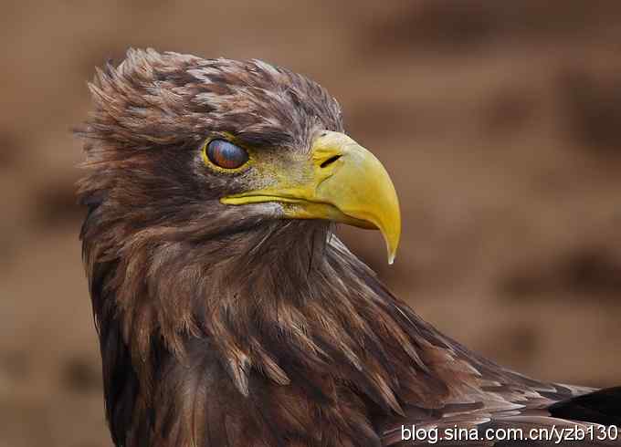 鹰眼特写——威风凛凛的白尾海雕