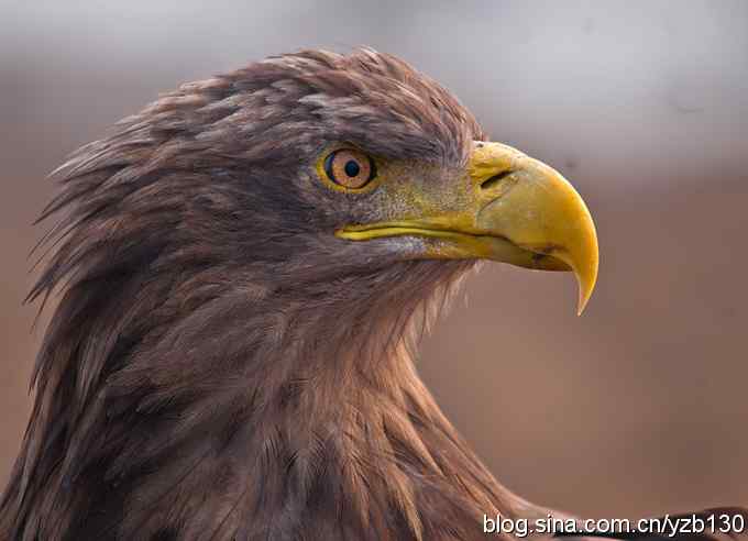 鹰眼特写——威风凛凛的白尾海雕