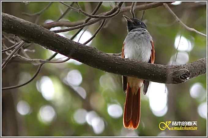 再拍寿带鸟【照片】 再拍寿带鸟【照片】