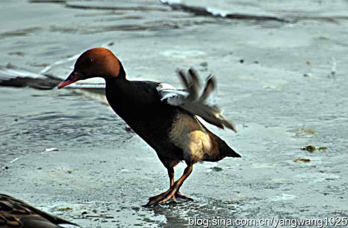 冰上舞蹈（白天鹅、赤麻鸭）