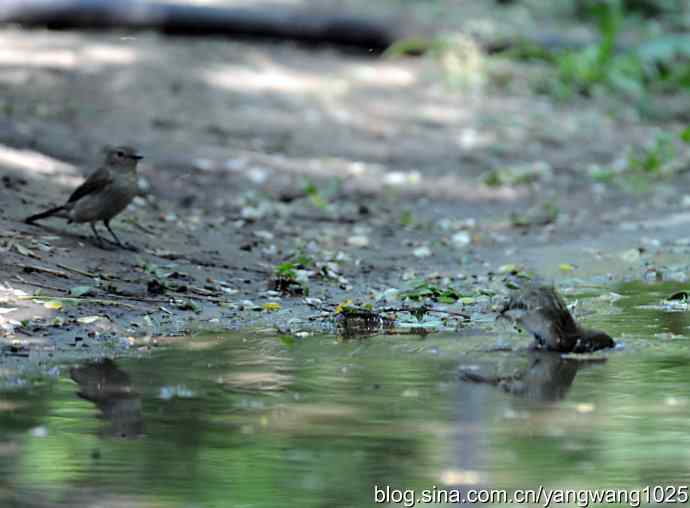 红喉歌鸲 红喉歌鸲