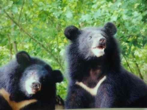 十大喜食蜂蜜动物：黑熊