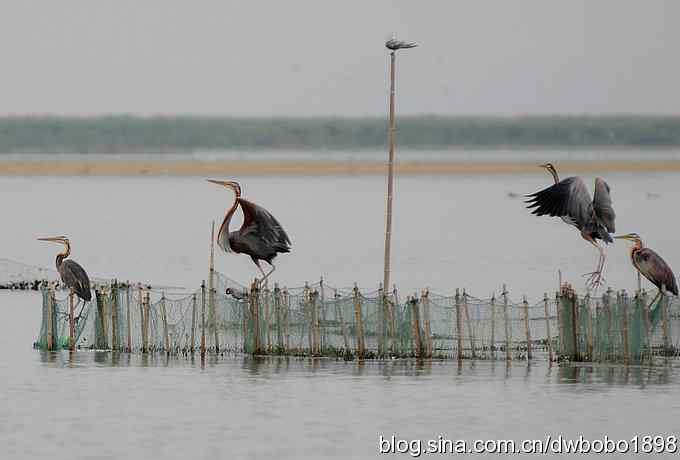 乌梁素海之草鹭鈥斺斈诿晒勰裥校ǘ）