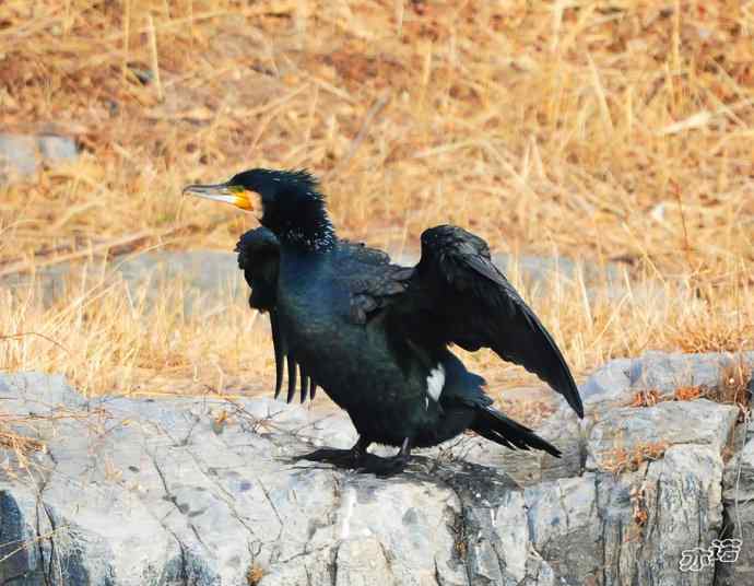 自我陶醉的鸬鹚 自我陶醉的鸬鹚