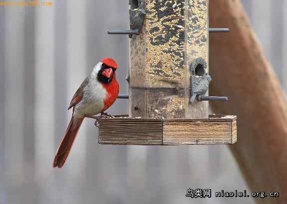 “不男不女”的北美红雀