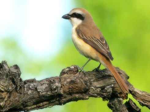 天生猎手：非猛禽类猎手之二（雀鸟也是屠夫——伯劳）