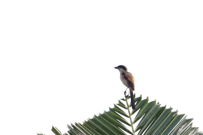 摄鸟拾趣（十三） wbr棕背伯劳