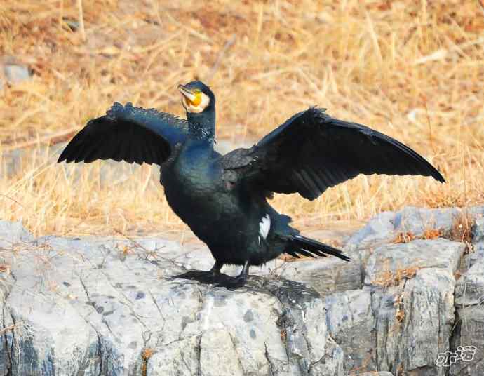 自我陶醉的鸬鹚 自我陶醉的鸬鹚