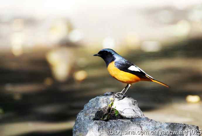 雄性北红尾鸲（4）