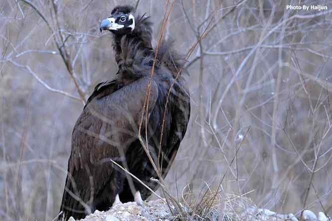 驱车永定河峡谷拍摄秃鹫