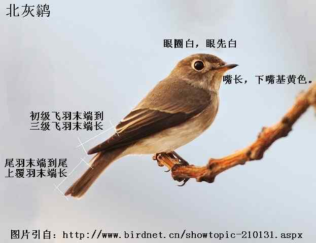 北灰鹟、乌鹟、灰纹鹟的区别