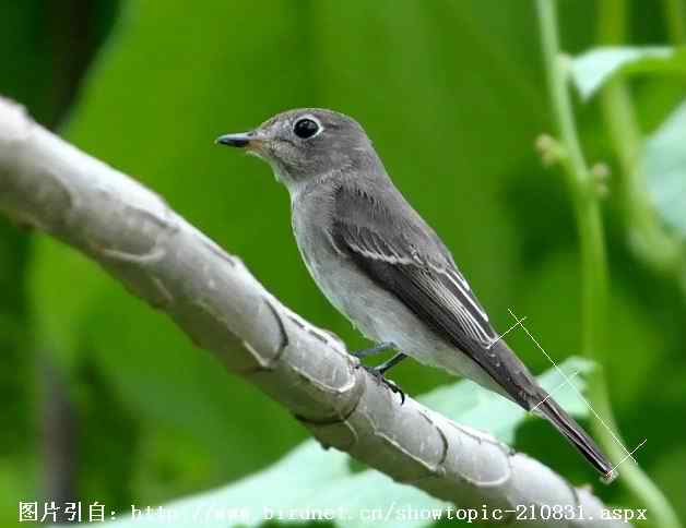 北灰鹟、乌鹟、灰纹鹟的区别