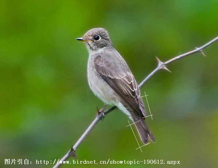 北灰鹟、乌鹟、灰纹鹟的区别