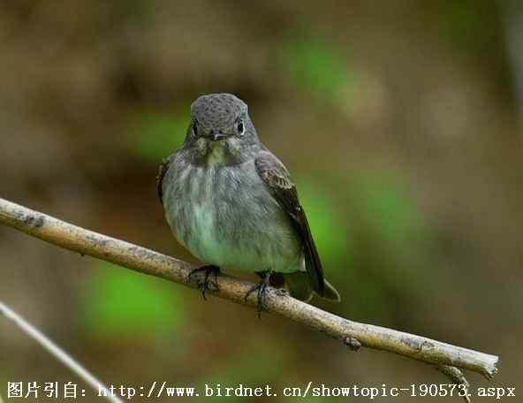 北灰鹟、乌鹟、灰纹鹟的区别