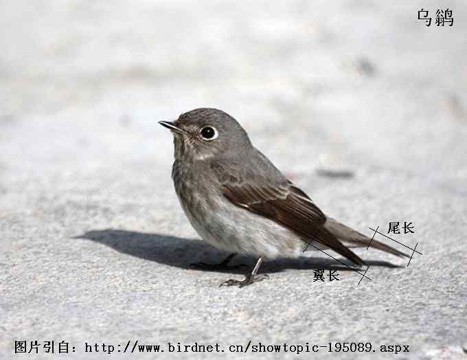 北灰鹟、乌鹟、灰纹鹟的区别